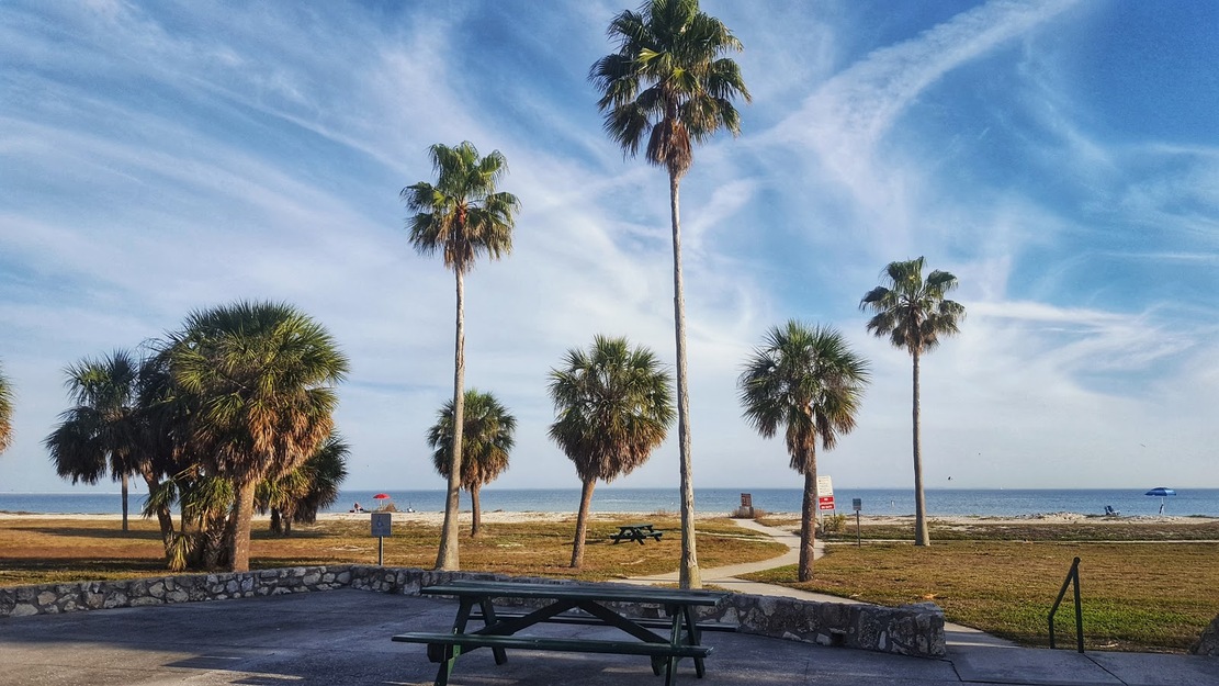 Beach palms