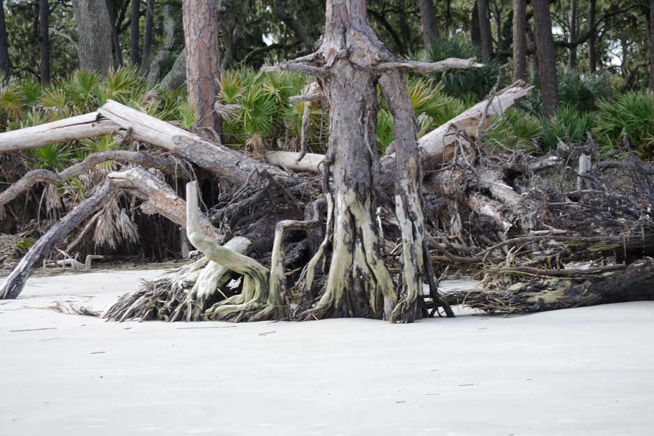 Driftwood on the seashore