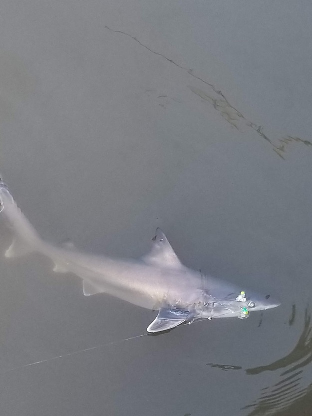 Shark