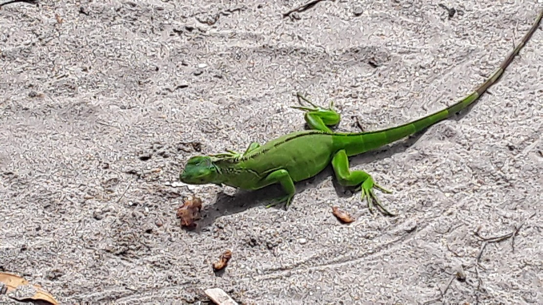 Lizard on the sand