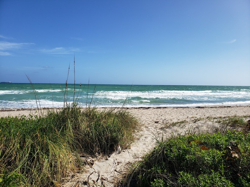 Grassy beach